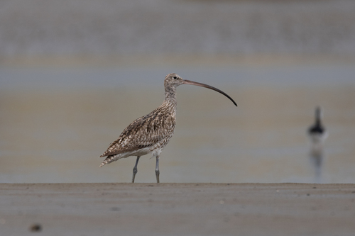 Far Eastern Curlew