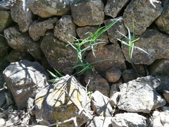 Kiwahoe (Helicodiceros muscivorus)
