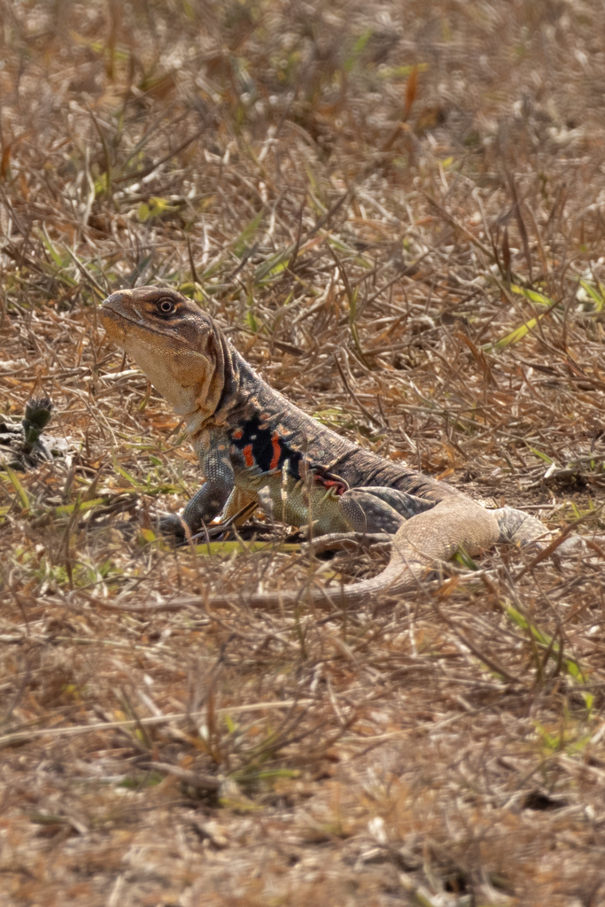 Reeves' Butterfly Lizard