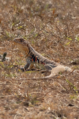 Reeves' Butterfly Lizard photo 1