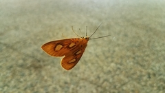 Asota orbona