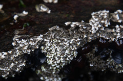 Galeolaria caespitosa