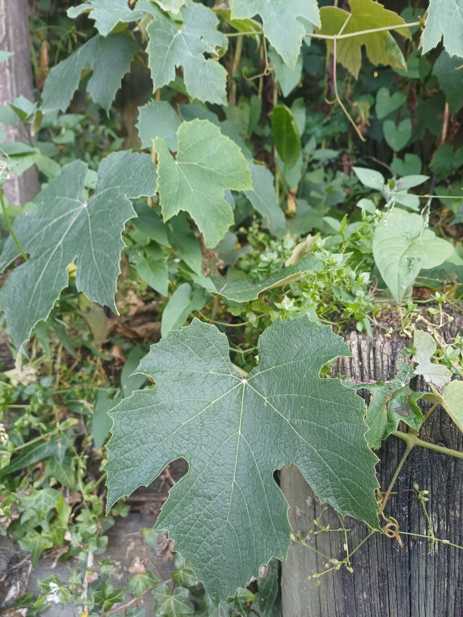 Imagem de Uva