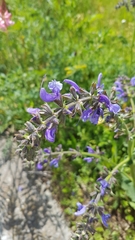 Salvia pratensis
