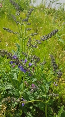 Salvia pratensis