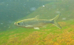 Hemiculter leucisculus