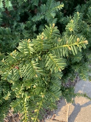 Taxus
