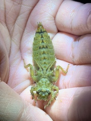 Megalogomphus sommeri