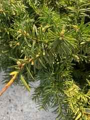 Taxus
