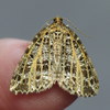 Yellow-veined Geometer Moth - Photo (c) Jenn Forman Orth, some rights reserved (CC BY-NC-SA)