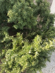 Taxus