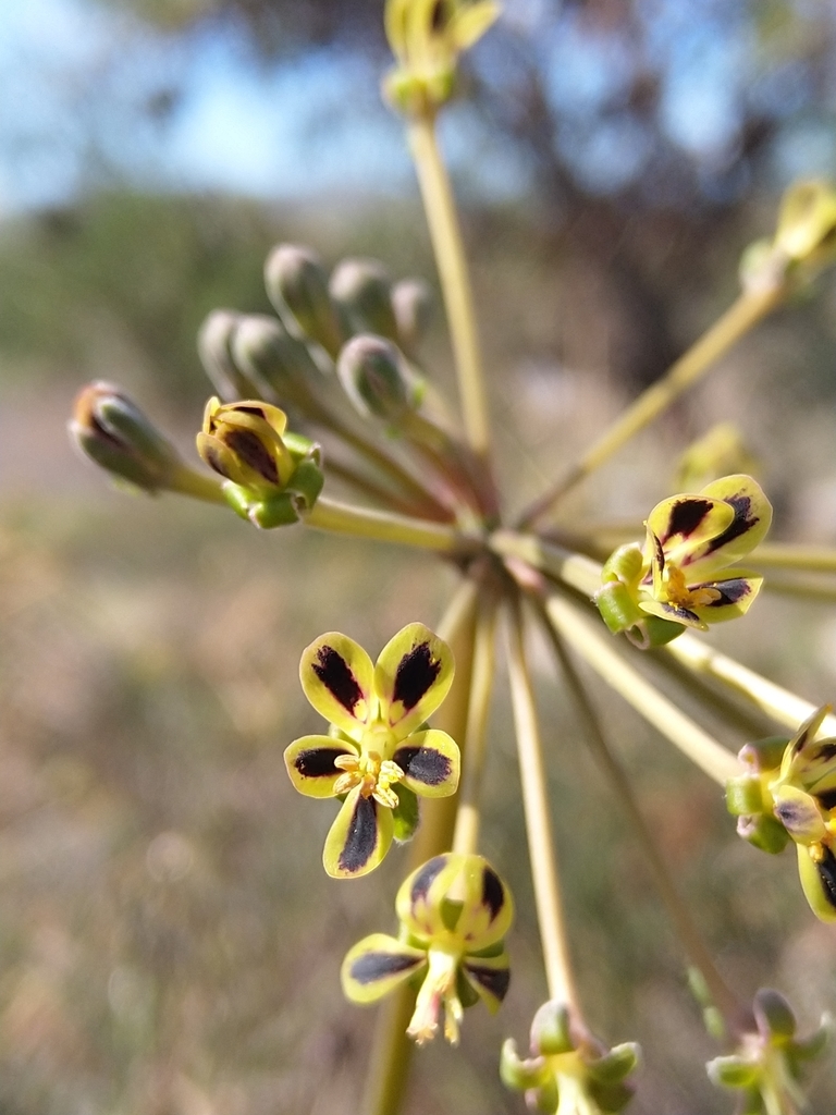 Pelargonium multiradiatum