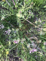 Lamium amplexicaule