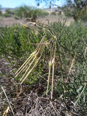 Pelargonium multiradiatum