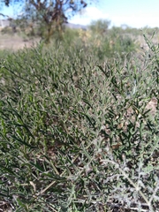 Pelargonium multiradiatum