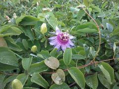 Passiflora cincinnata