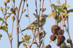 Motacilla flava cinereocapilla