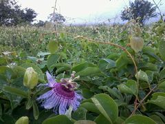 Passiflora cincinnata