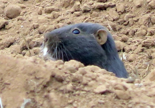Spalacopus cyanus