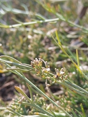 Thesium frisea frisea