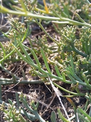 Thesium frisea frisea