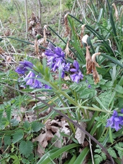 Hyacinthoides non-scripta