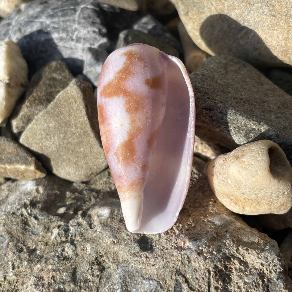 Tulip cone
