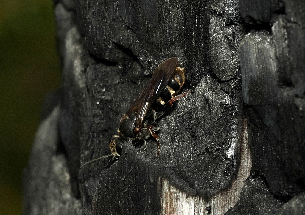 Bees and Apoid Wasps from Gembrook VIC 3783, Australia on 02 February ...