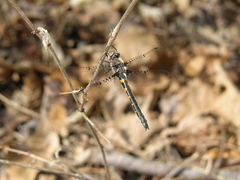 Helocordulia selysii