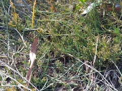 Thesium frisea frisea