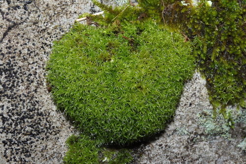 Grimmia lisae