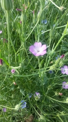Dianthus strictus