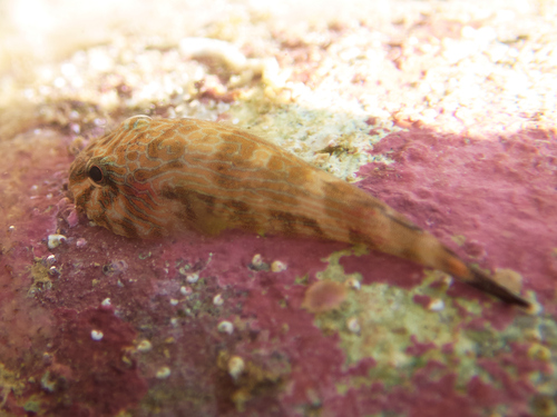 Panamic clingfish (Gobiesox adustus) — Gobiesocidae