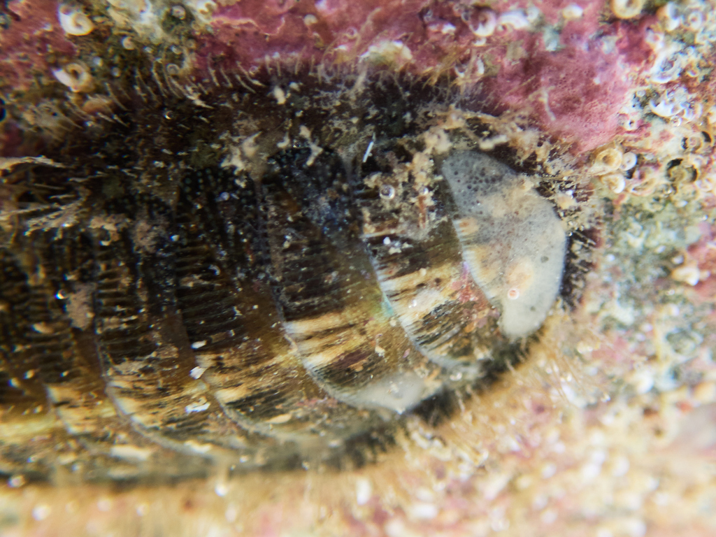 Chaetopleura roddai