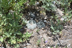 Lophophora williamsii