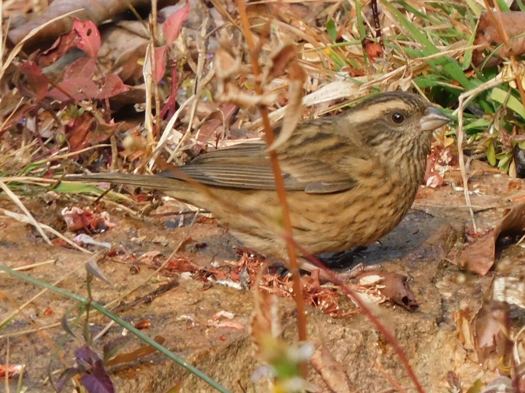 Pink-browed Rosefinch (Carpodacus rodochroa), photo 10