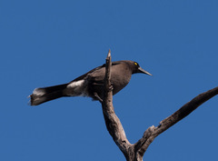 Grey Currawong photo 6