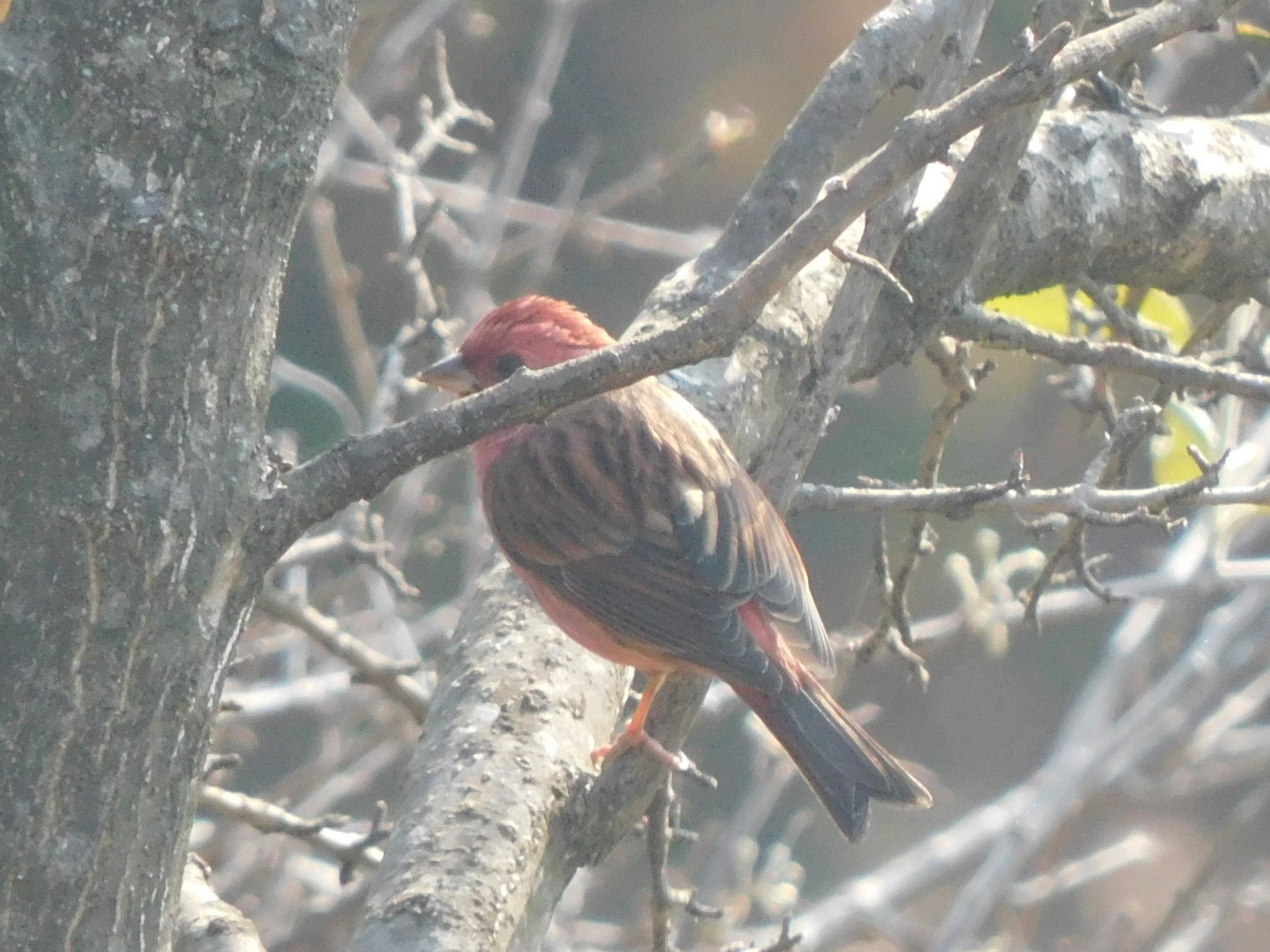Pink-browed Rosefinch (Carpodacus rodochroa), photo 6