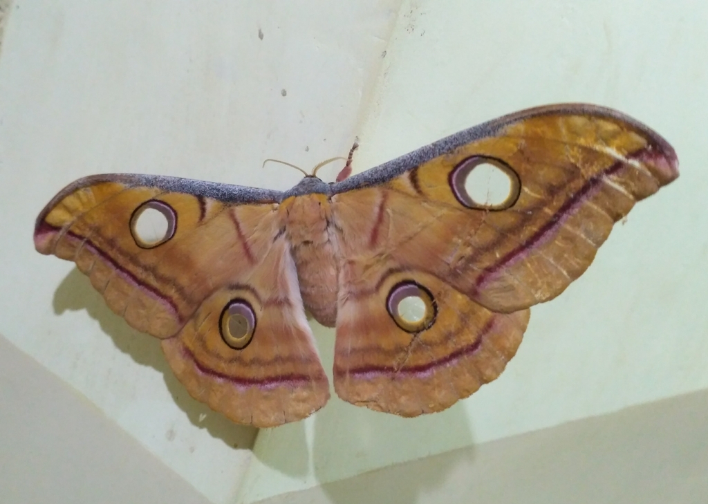 Tasar Silk Moth from Manjitola, Madhya Pradesh 481111, India on October ...