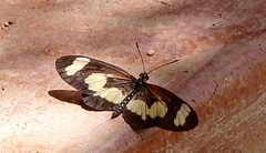 Acraea cabira