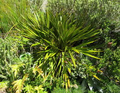 Horrid Speargrass (Aciphylla horrida)