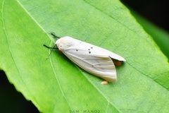 Spilarctia subcarnea