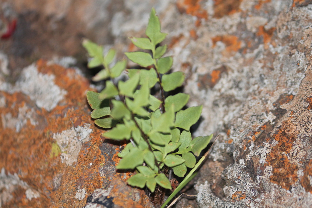 Pellaea calomelanos calomelanos from West Rand District Municipality ...