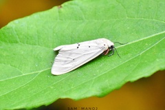 Spilarctia subcarnea