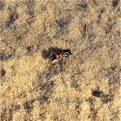 Traumatomutilla trinacria