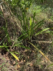 Hymenocallis littoralis
