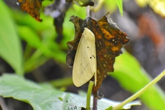 Spilarctia subcarnea