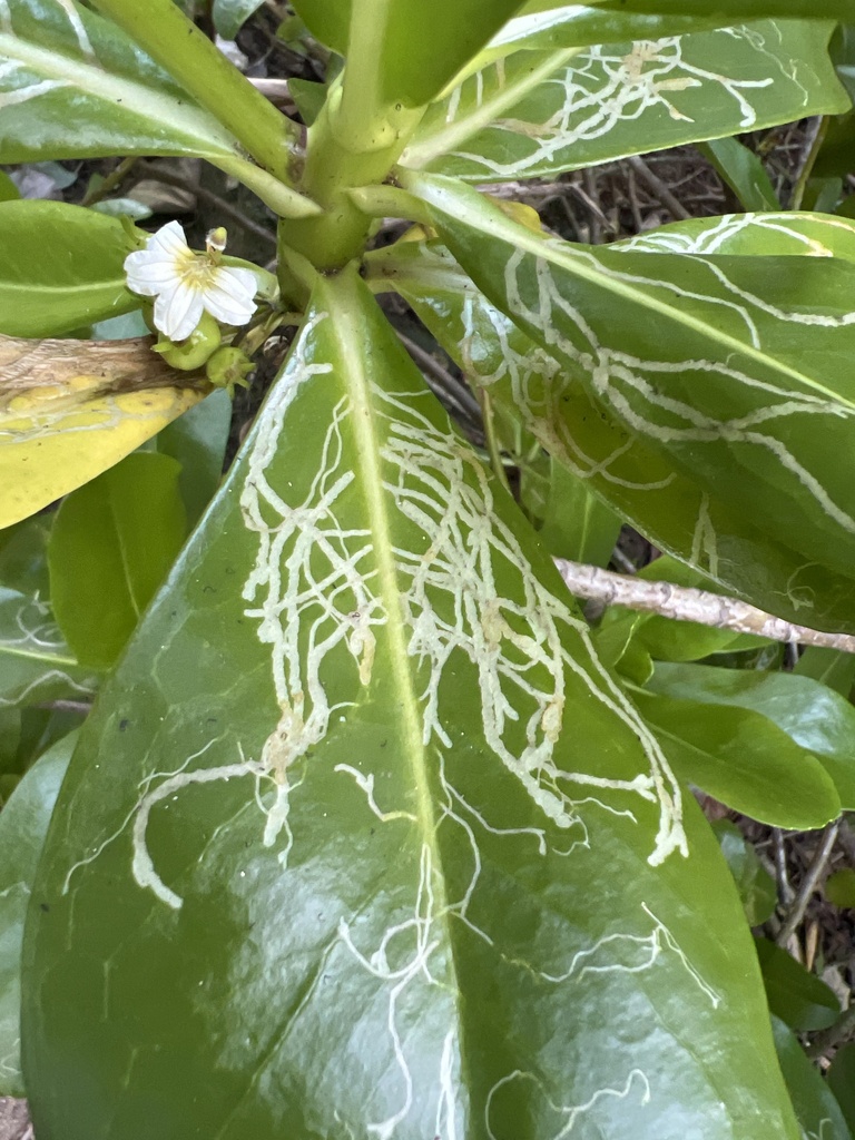 Ophiomyia cornuta