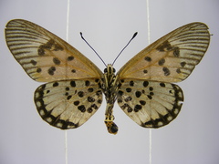 Acraea abdera abdera