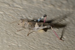 Humbe tenuicornis